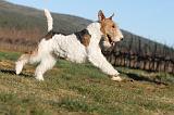 FOX TERRIER 474